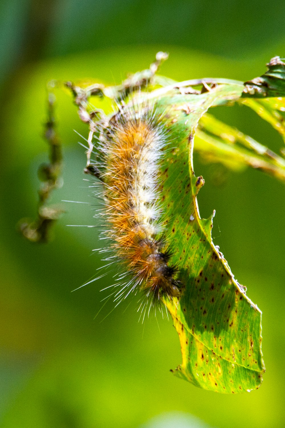 green and brown caterpillar on green stem
