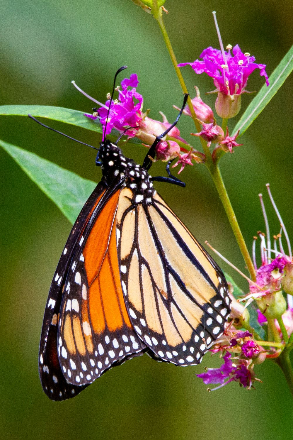 monarch butterfly perched on pink flower in close up photography during daytime