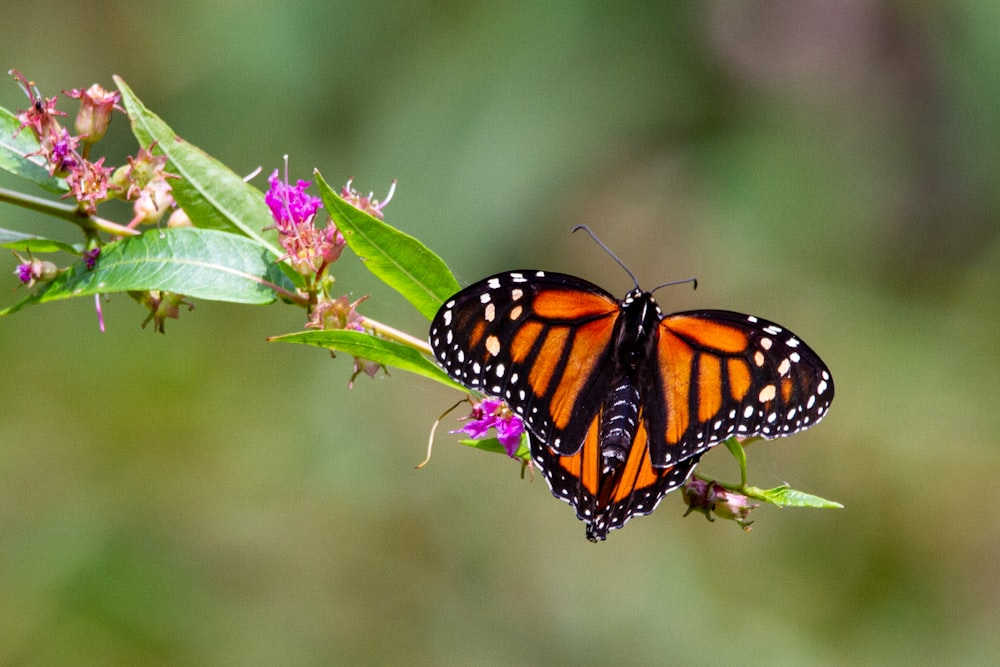 monarch butterfly perched on pink flower in close up photography during daytime