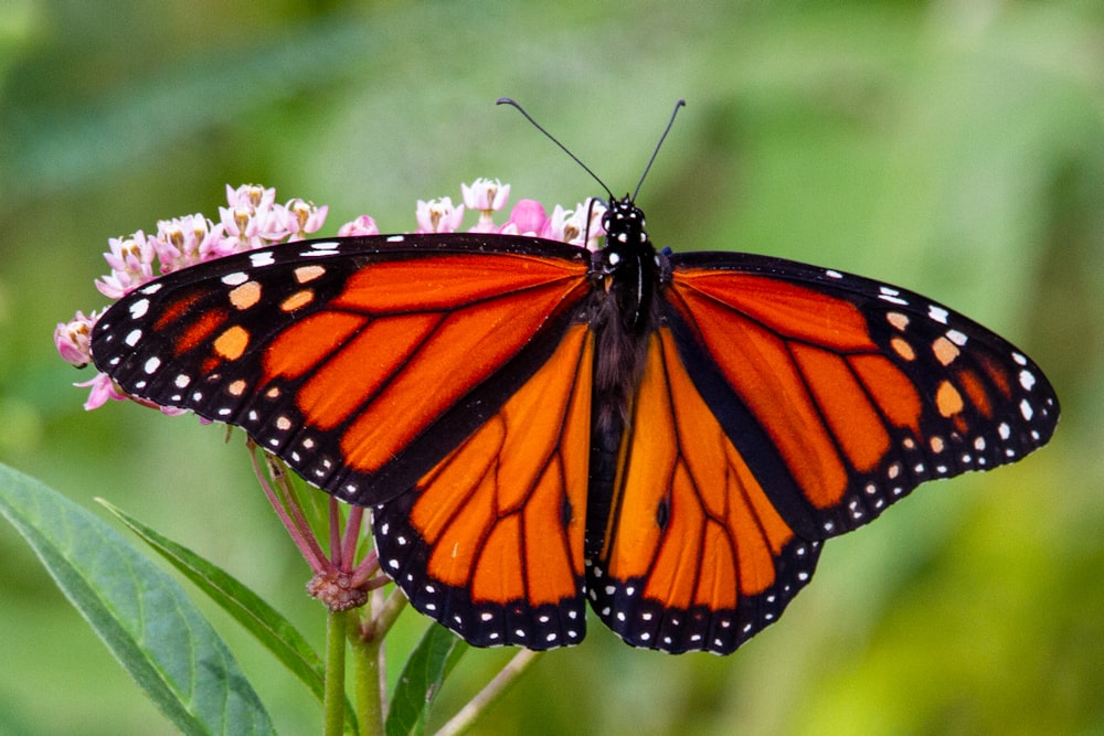 monarch butterfly perched on green plant during daytime