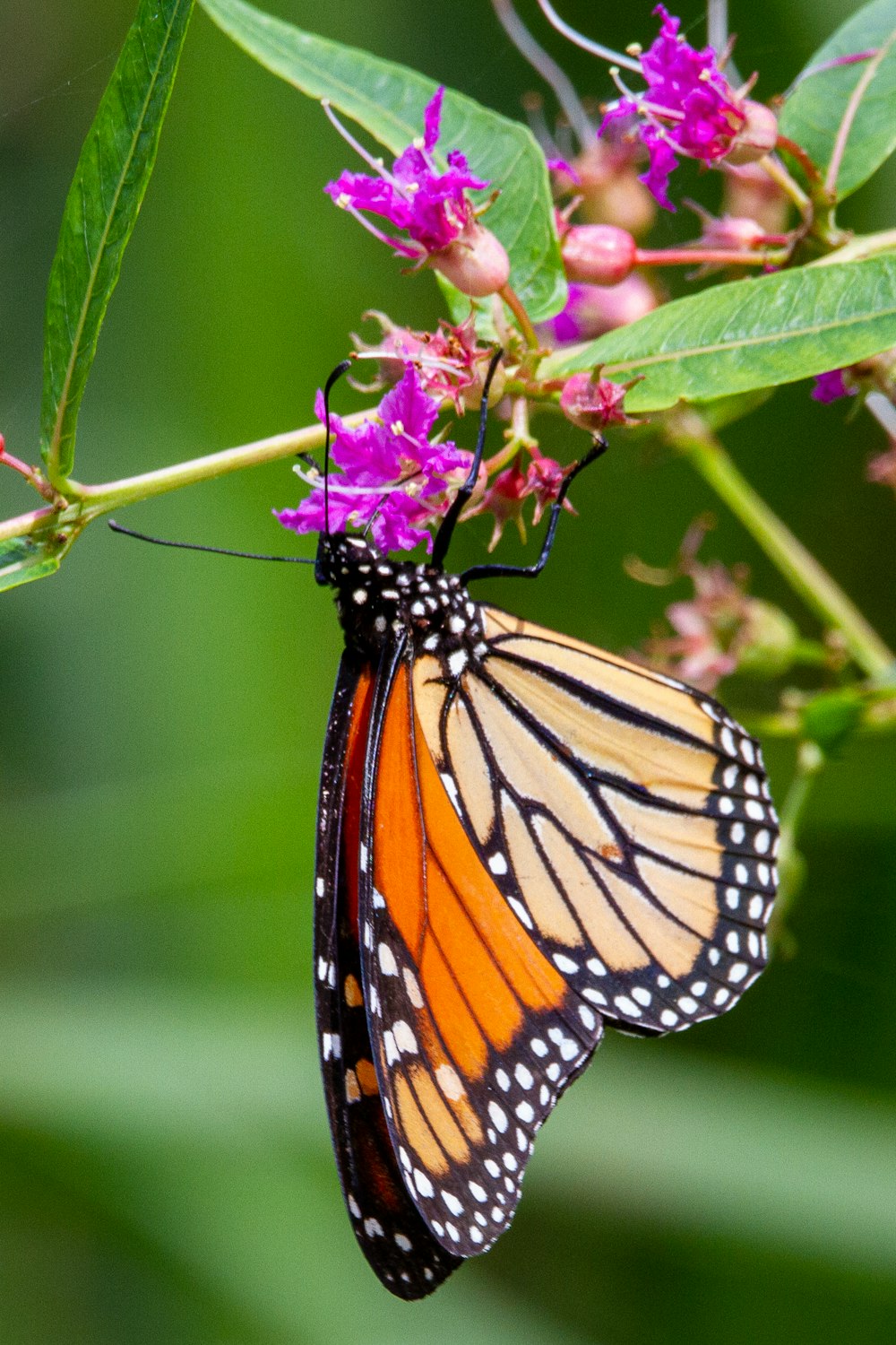 monarch butterfly perched on pink flower in close up photography during daytime