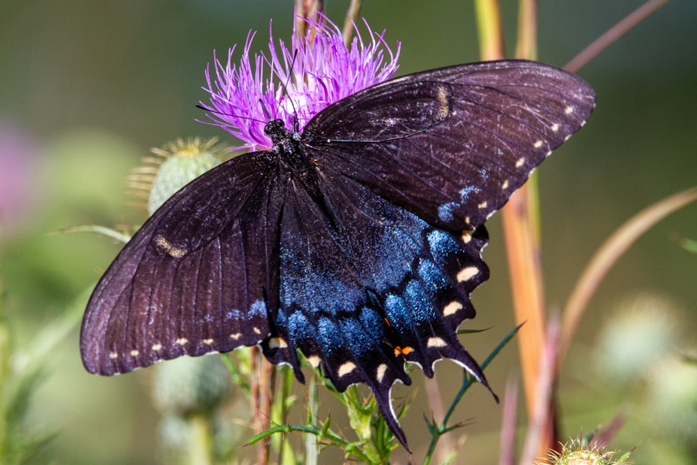 黒と青の蝶は、昼間のクローズアップ写真で紫色の花にとまっています