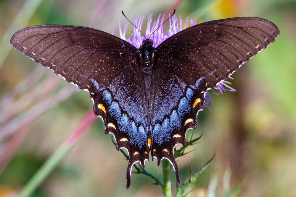 紫色の花に黒と青の蝶