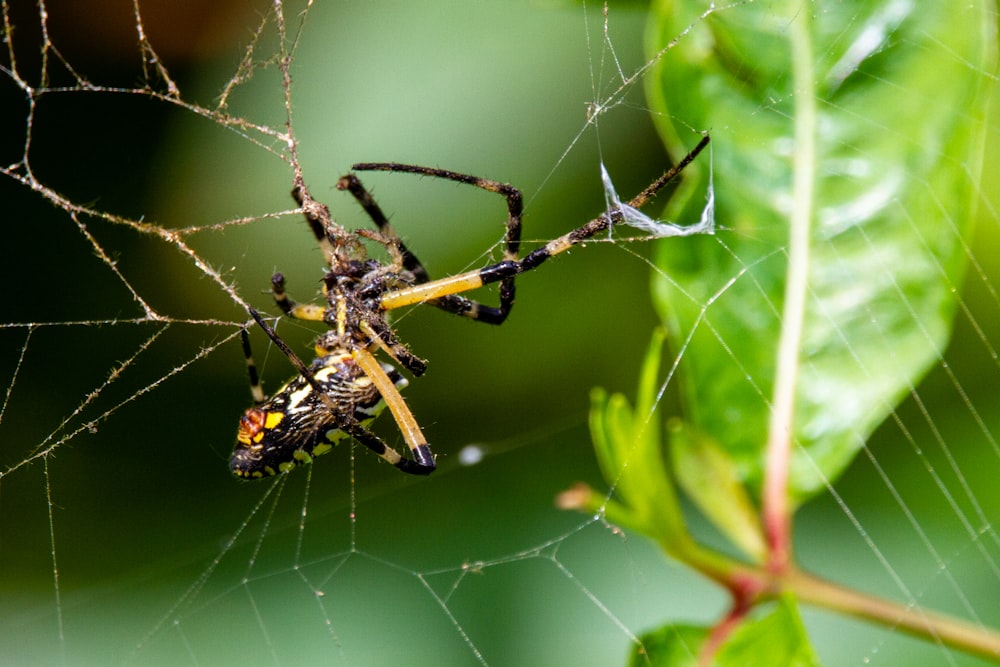 araña negra y amarilla en la telaraña en la fotografía de primer plano durante el día