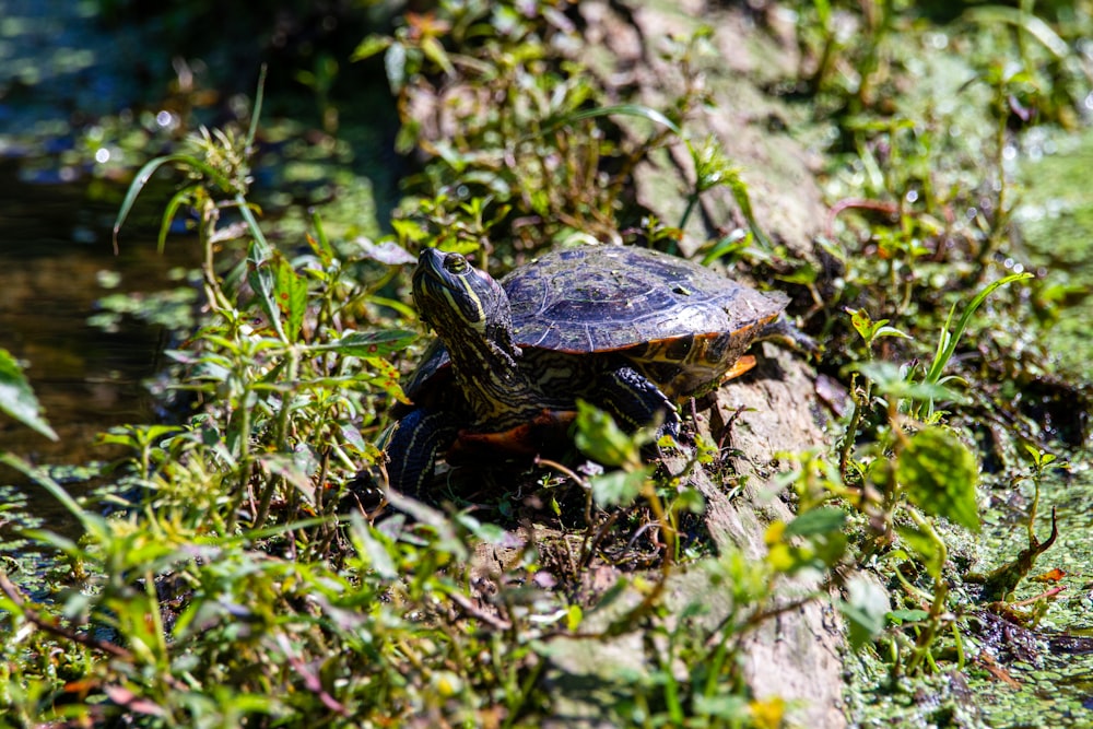 black and brown turtle on green grass during daytime