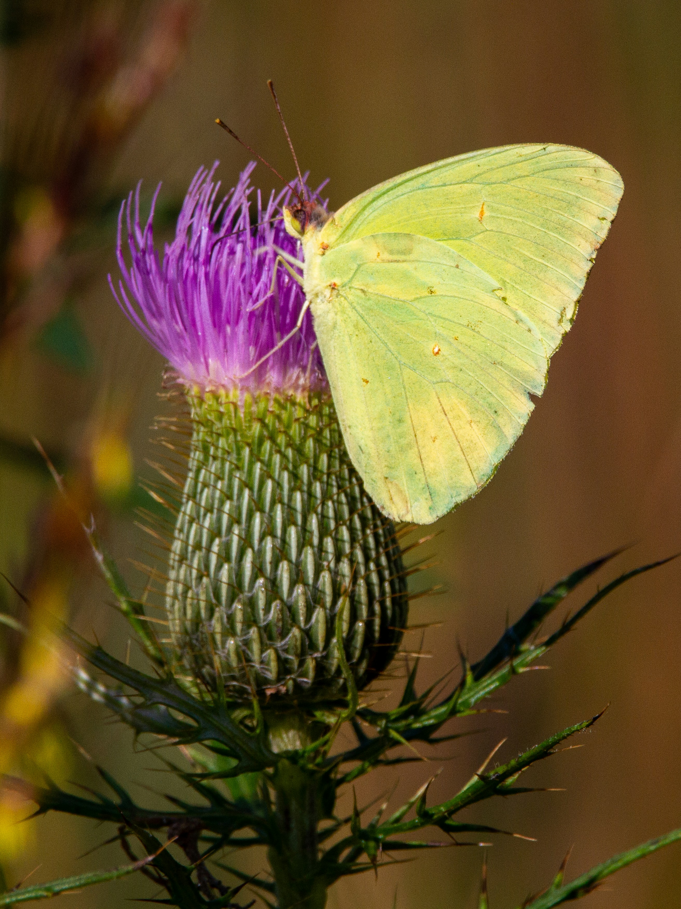 Cloudless sulphur butterfly on thistle.