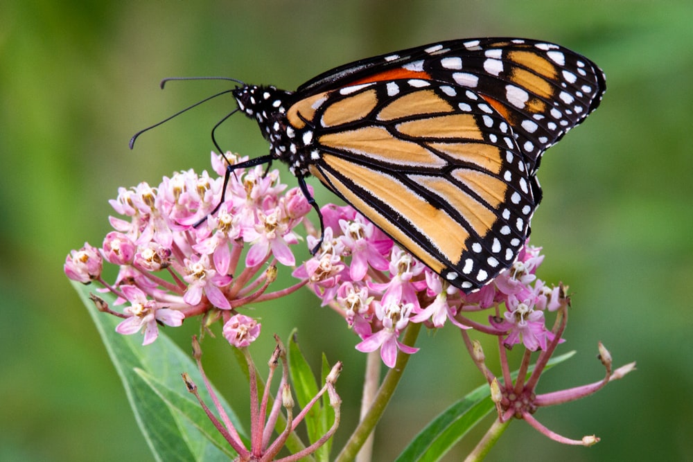 monarch butterfly perched on pink flower during daytime