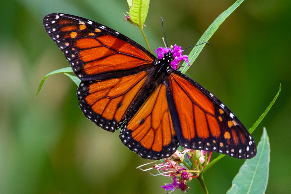 monarch butterfly perched on pink flower in close up photography during daytime