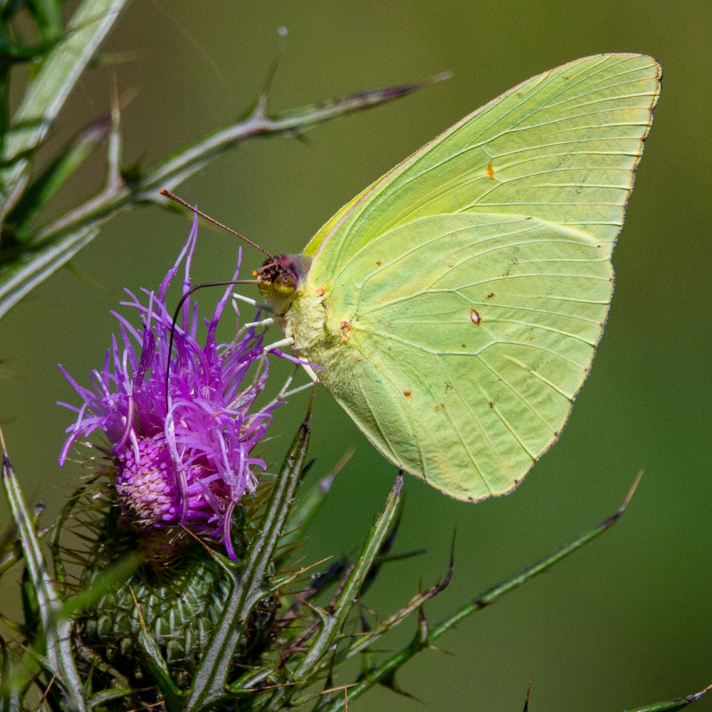 green butterfly perched on purple flower in close up photography during daytime