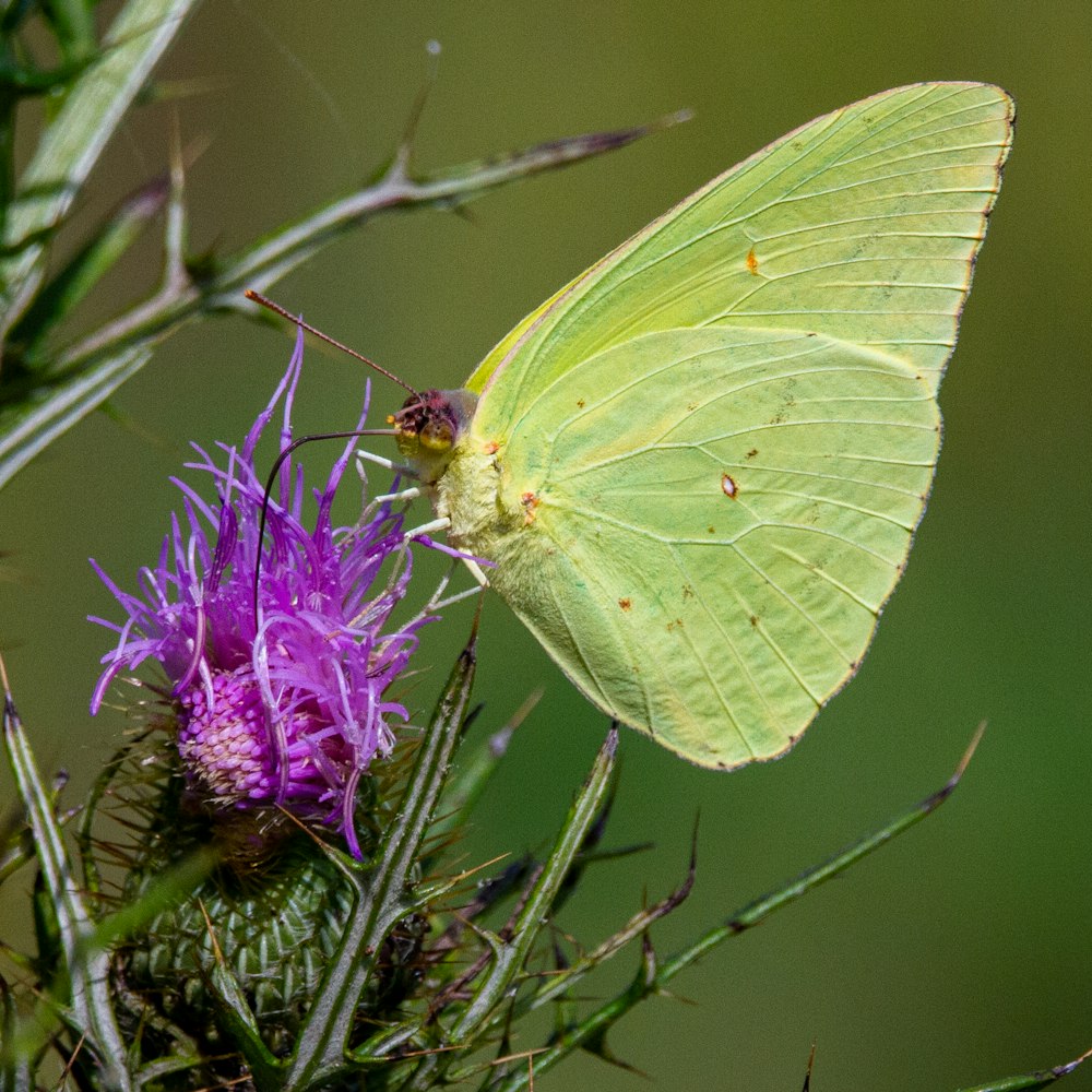 borboleta verde empoleirada na flor roxa em fotografia de perto durante o dia