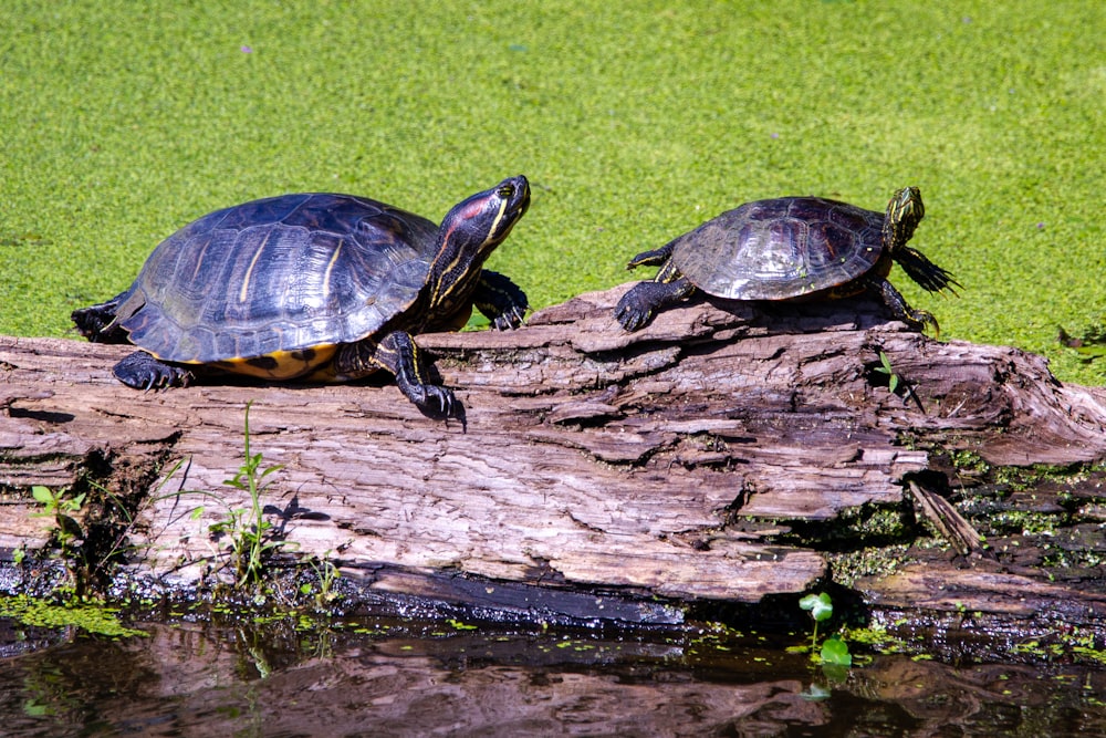 black and brown turtle on brown wooden log