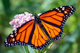 monarch butterfly perched on pink flower in close up photography during daytime