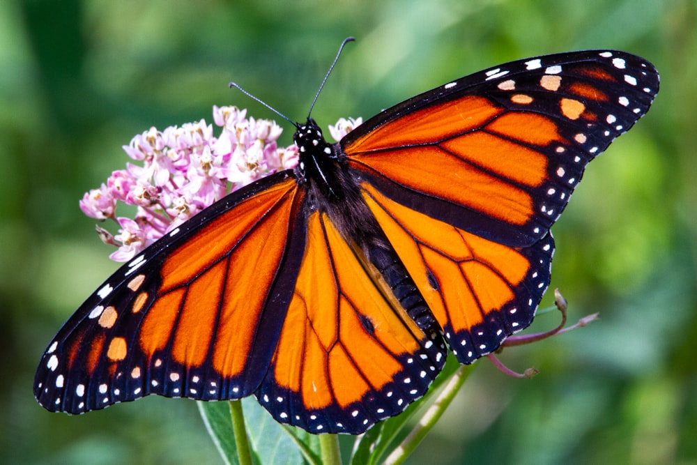 farfalla monarca appollaiata su fiore rosa in primo piano fotografia durante il giorno