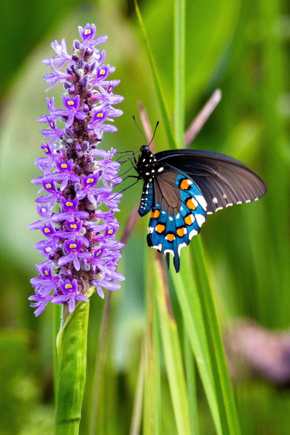 mariposa negra, azul y blanca posada en flor púrpura en fotografía de primer plano durante el día