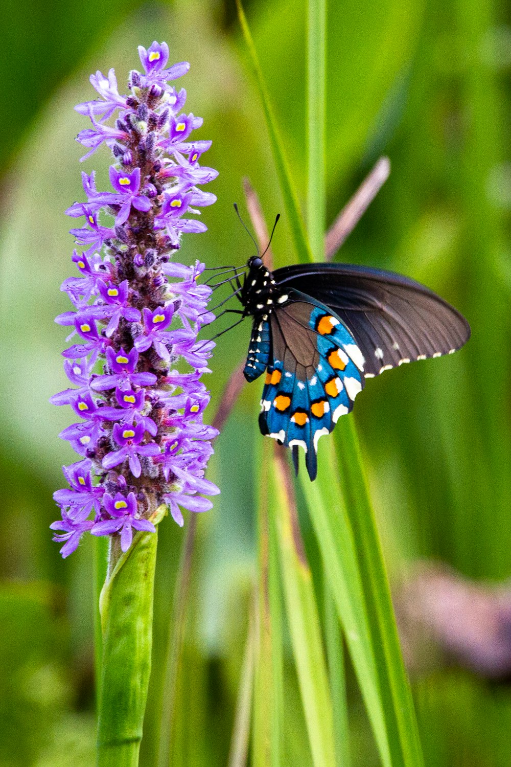 낮 동안 클로즈업 촬영에서 보라색 꽃에 자리 잡은 검은 파란색과 흰색 나비