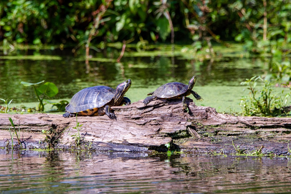 black and brown turtle on brown tree log