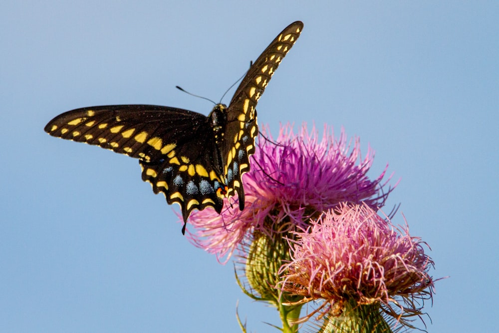 borboleta preta e amarela na flor cor-de-rosa durante o dia