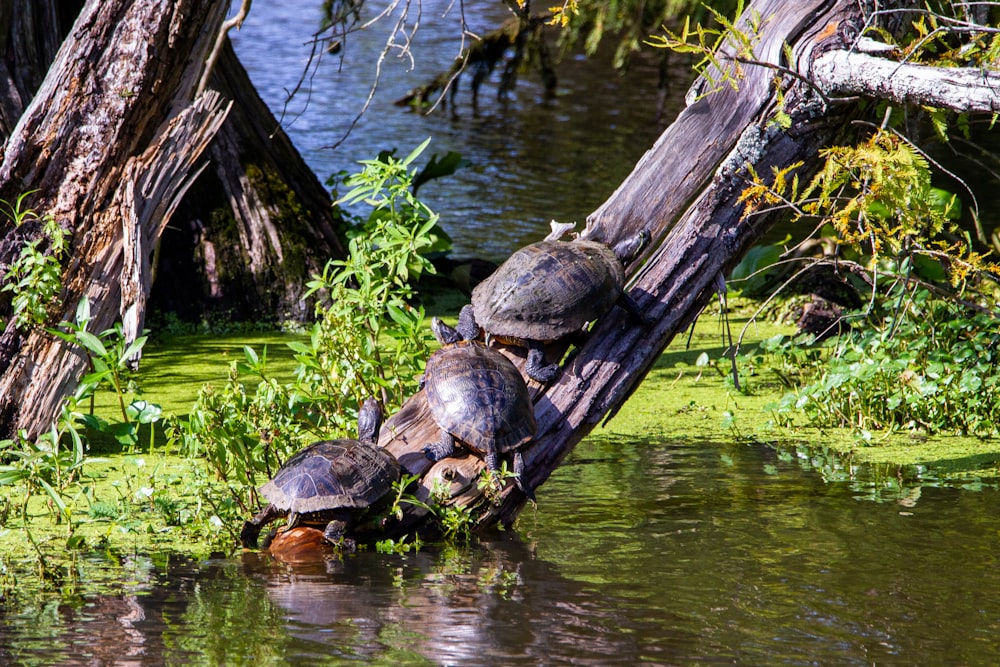 turtles on tree log on water