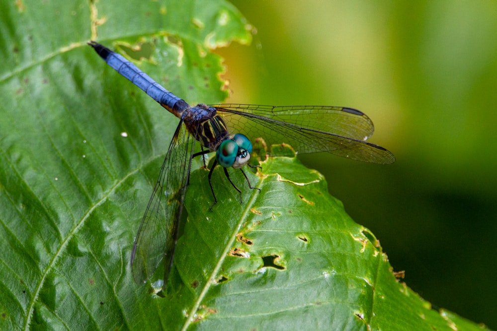 black and brown dragonfly on green leaf