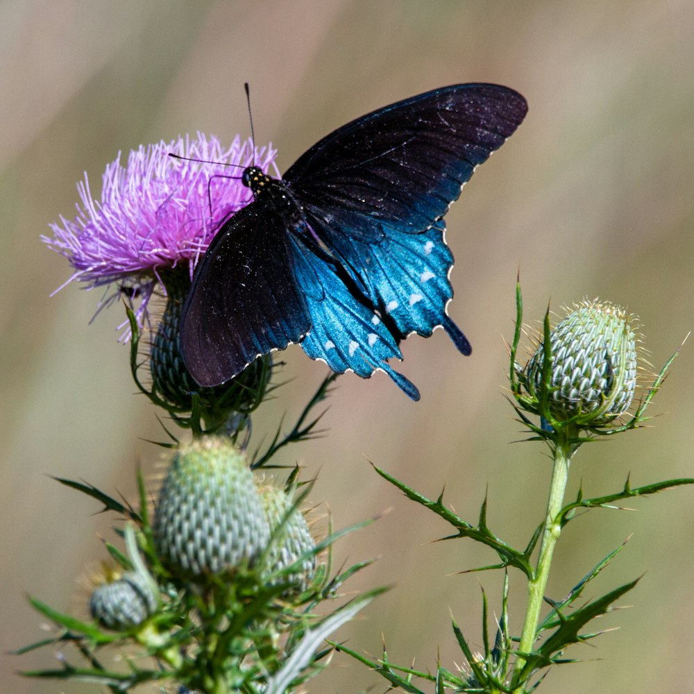 borboleta azul e preta na flor roxa