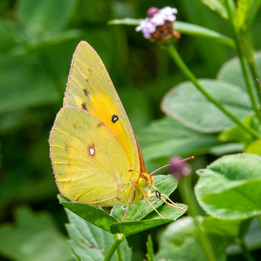 yellow butterfly perched on green leaf in close up photography during daytime