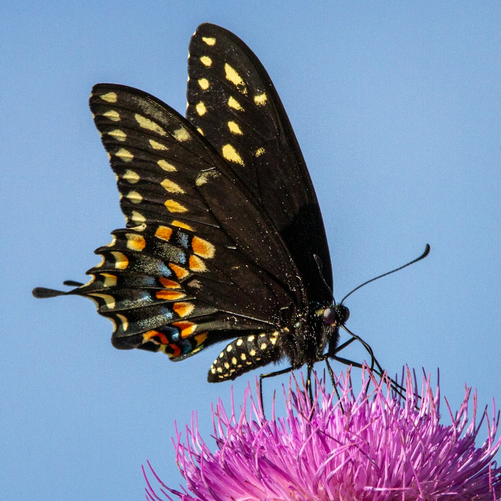 borboleta preta e amarela empoleirada na flor roxa em fotografia de perto durante o dia