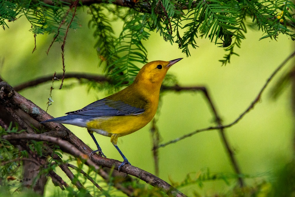 pássaro amarelo e azul no galho da árvore