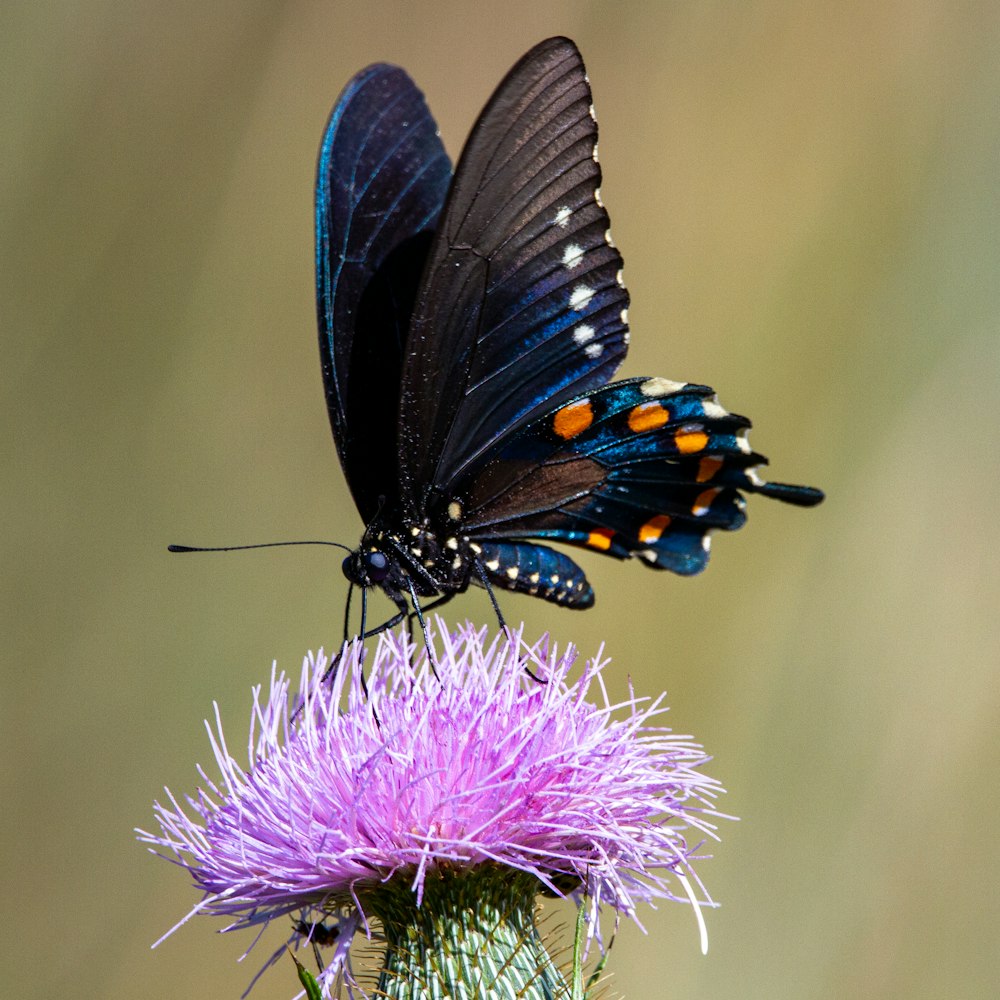 papillon noir et orange sur fleur violette