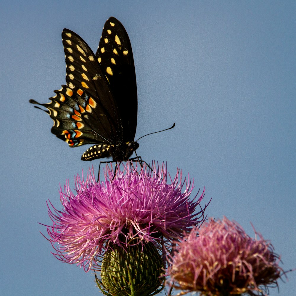 borboleta preta e branca na flor roxa