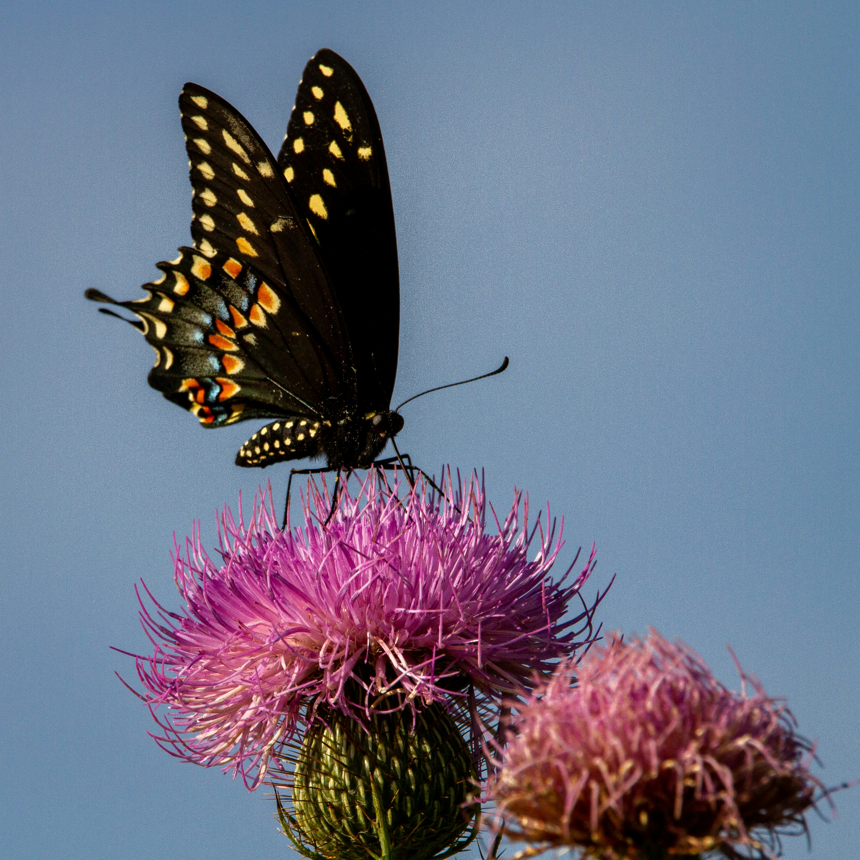 The Butterfly Effect of Kindness: How Small Acts Can Transform Family Dynamics