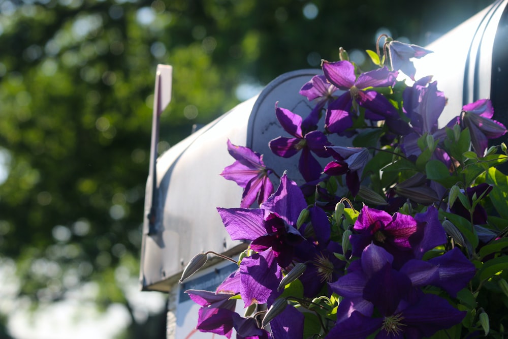 purple flowers in white box