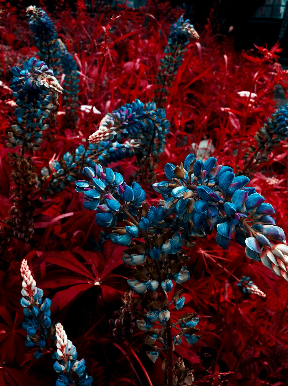 red and blue flowers in tilt shift lens