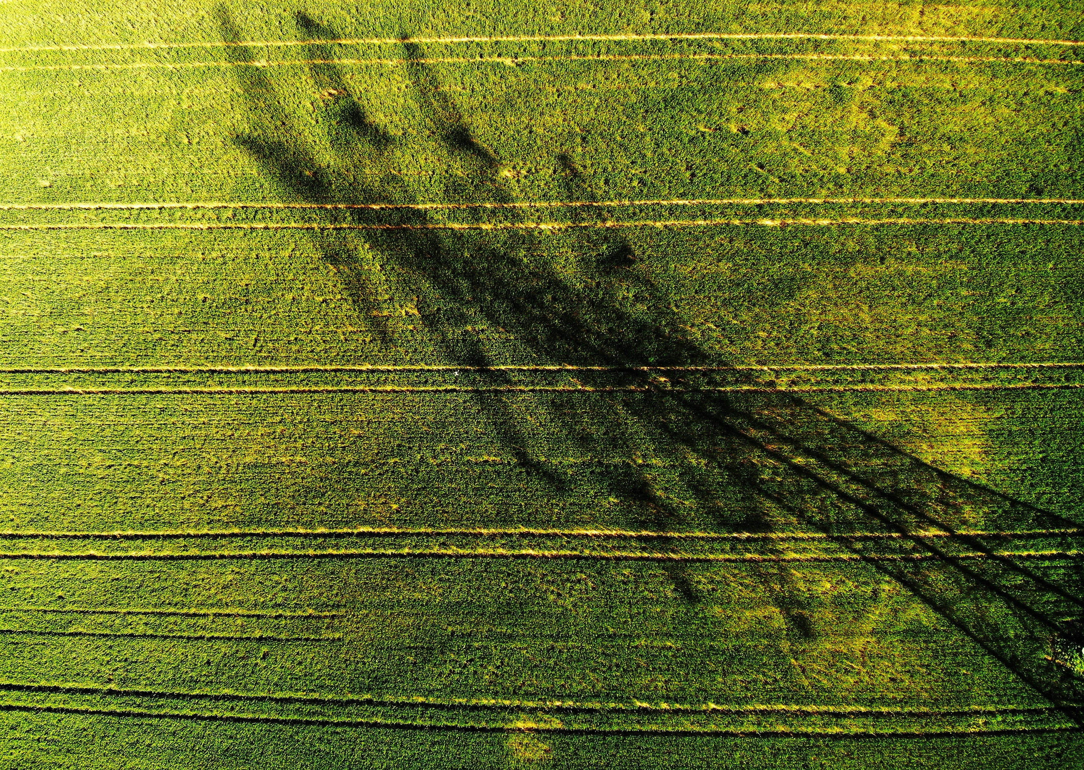 green grass field during daytime
