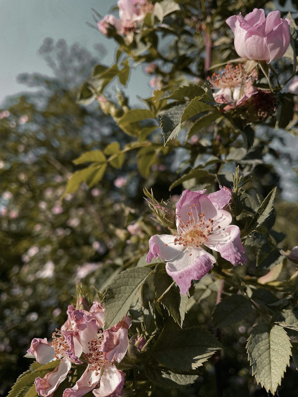 pink flower in tilt shift lens