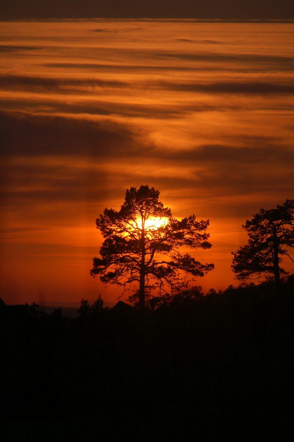 silhouette of trees during sunset