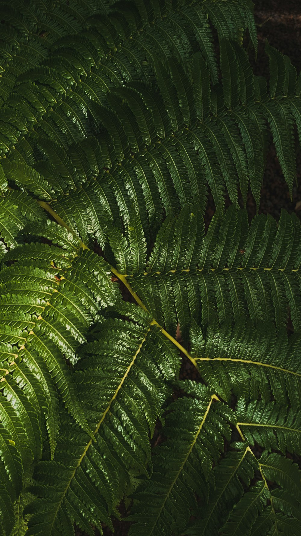 green fern plant in close up photography