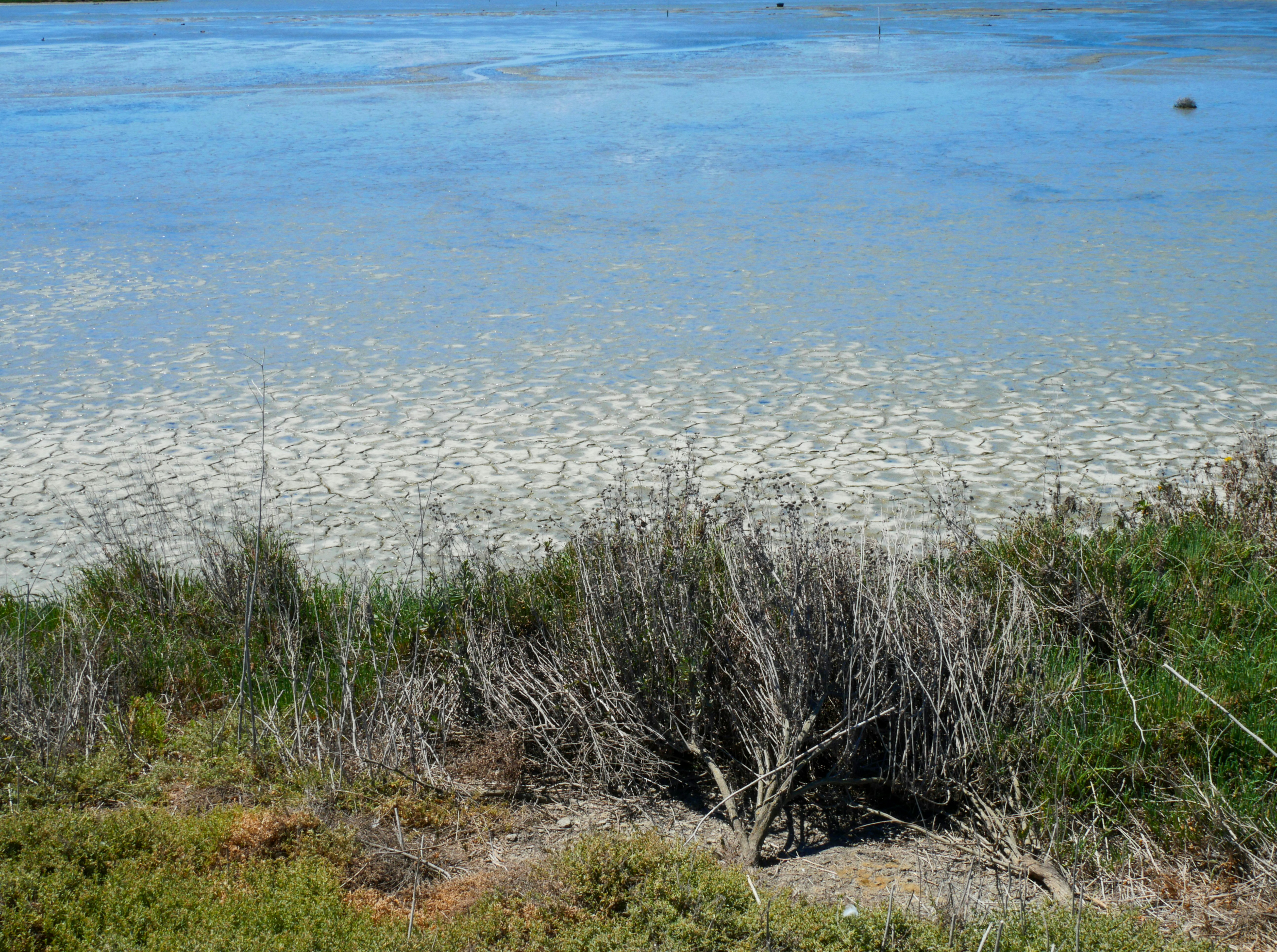 The Fleet Lagoon: England's Rare Brackish Water Sanctuary Behind Chesil - Chesil Beach moving England barrier