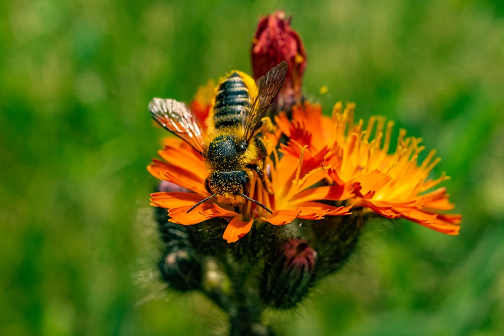 yellow and black bee on orange flower