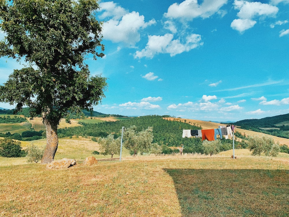 green trees on green grass field under blue sky during daytime