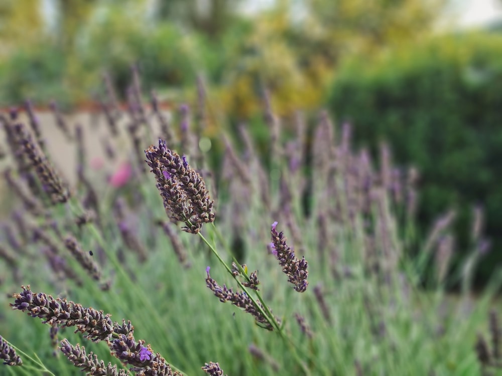 purple flower in tilt shift lens