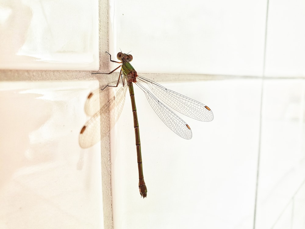 black and red dragonfly on white textile