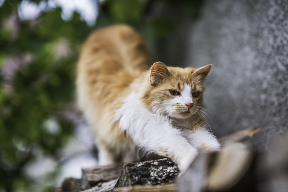 gatto soriano arancione e bianco su tronco di legno marrone