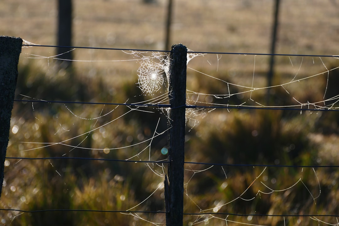 spider web on black metal fence during daytime