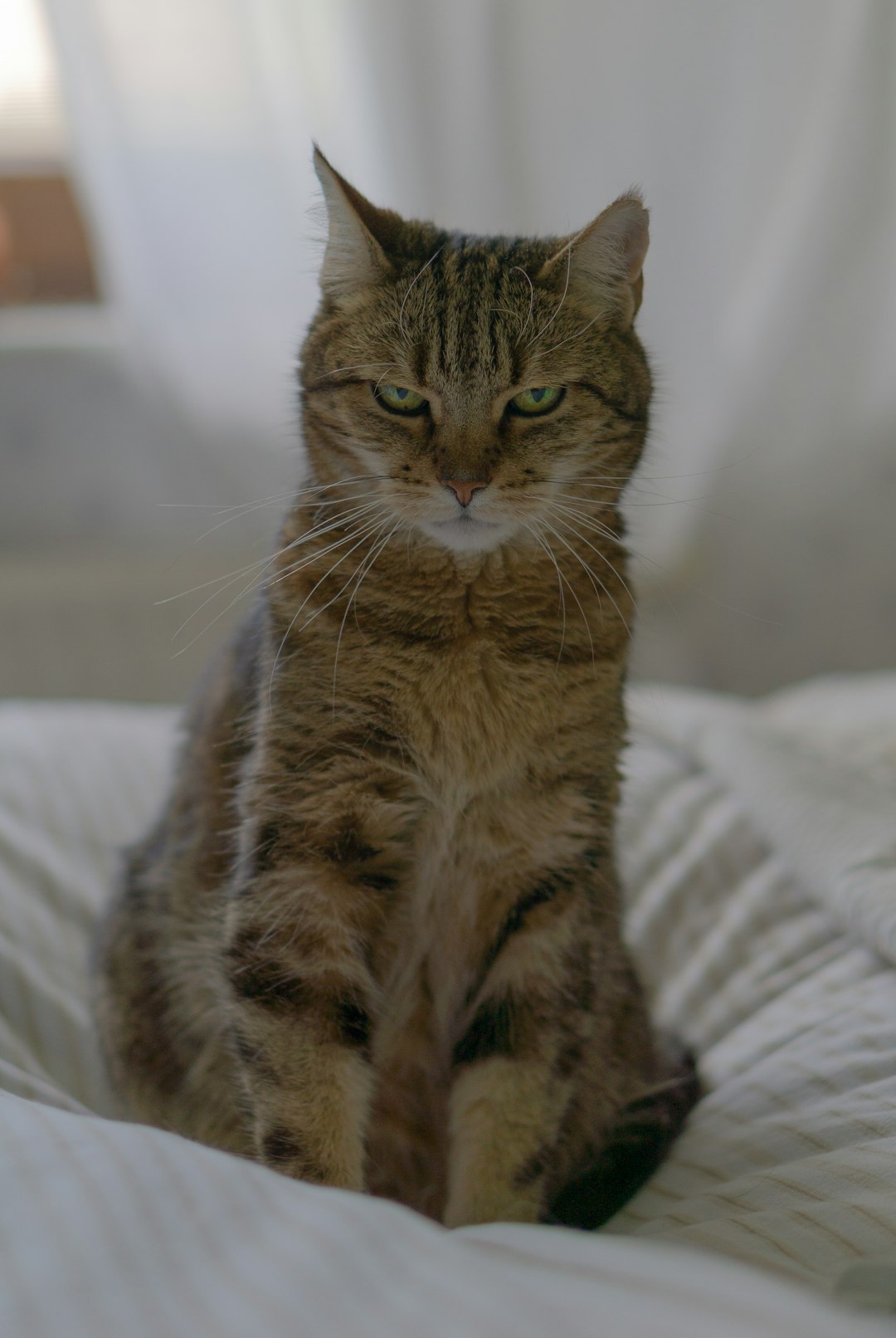 brown tabby cat on white textile