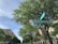 A street intersection with clear green street signs reading 'Frisco Square 6100 BLVD' and 'Elmeman 8800 BLVD' is visible. Tall, leafy trees line the sidewalk, providing shade over the street and the adjacent buildings. The architecture of the buildings is modern, with multiple stories and large windows. The sky is clear with a hint of clouds.