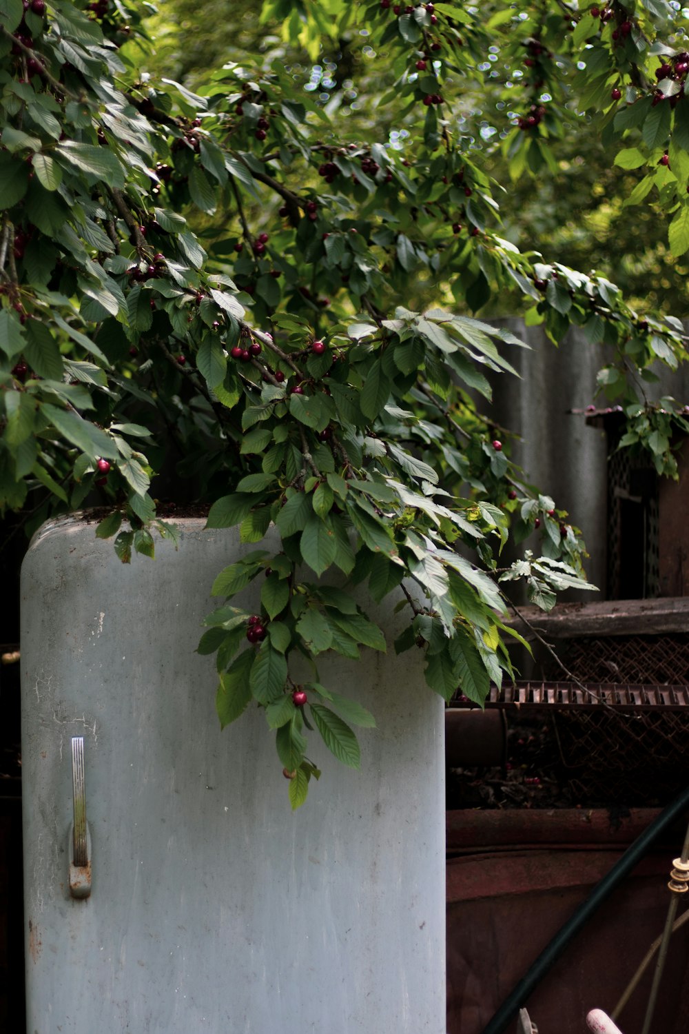 green leaves on gray concrete wall