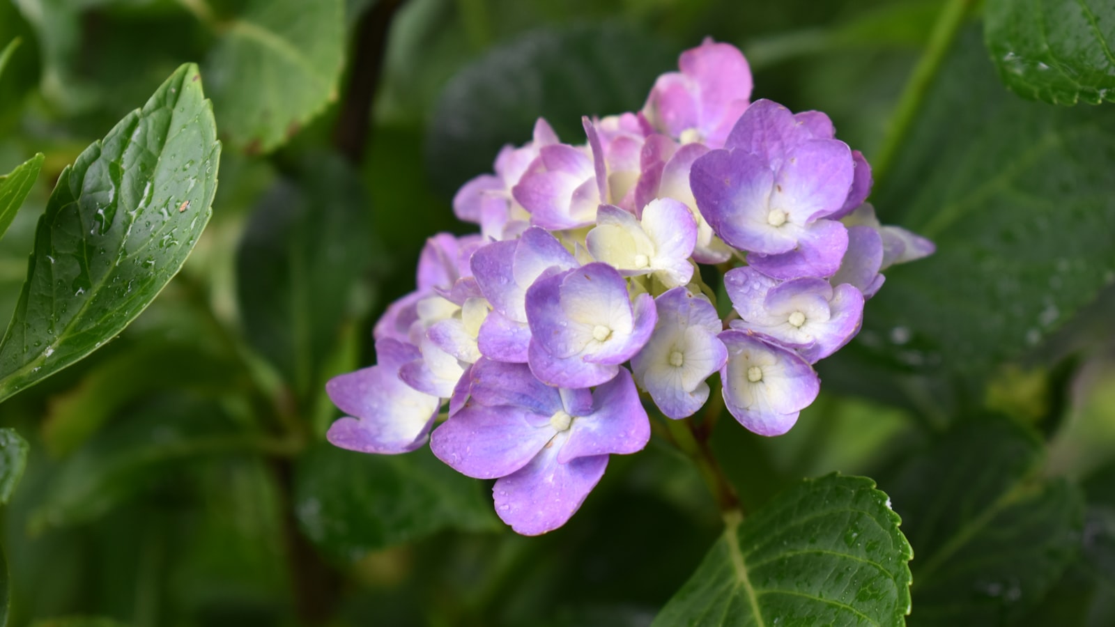 Choosing the Right Hydrangea Varieties: Recommendations for Optimal Clay Soil Tolerance
