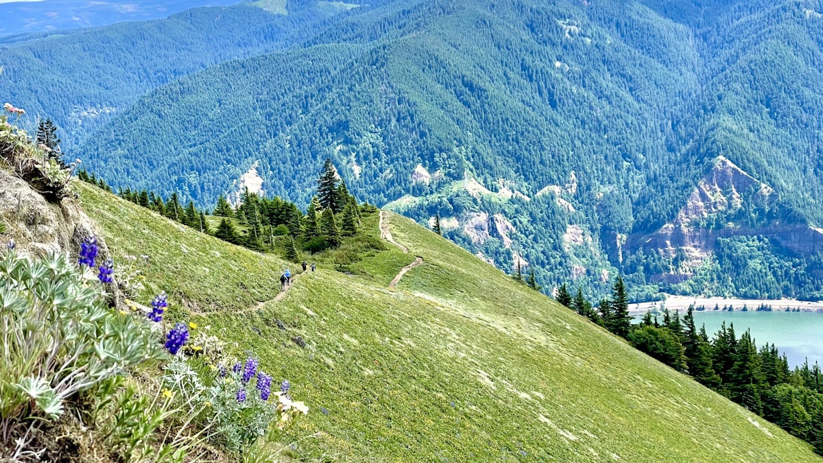 Dog near mountain lake