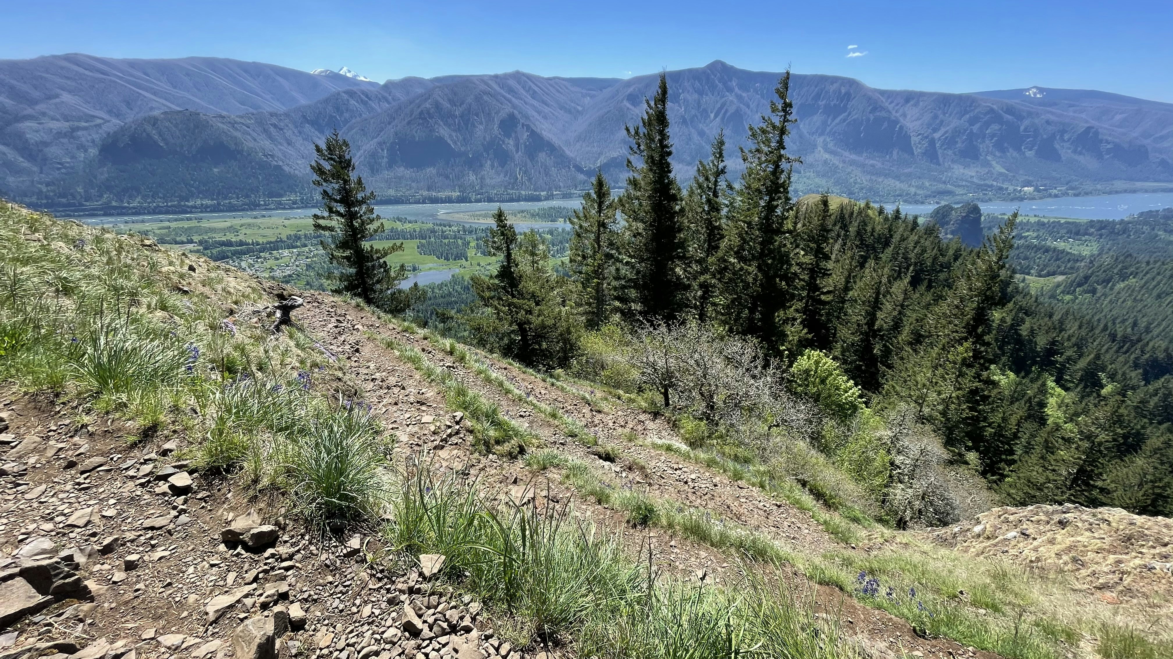 green pine trees on hill during daytime