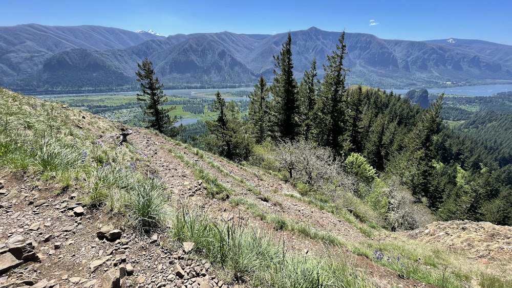 green pine trees on hill during daytime